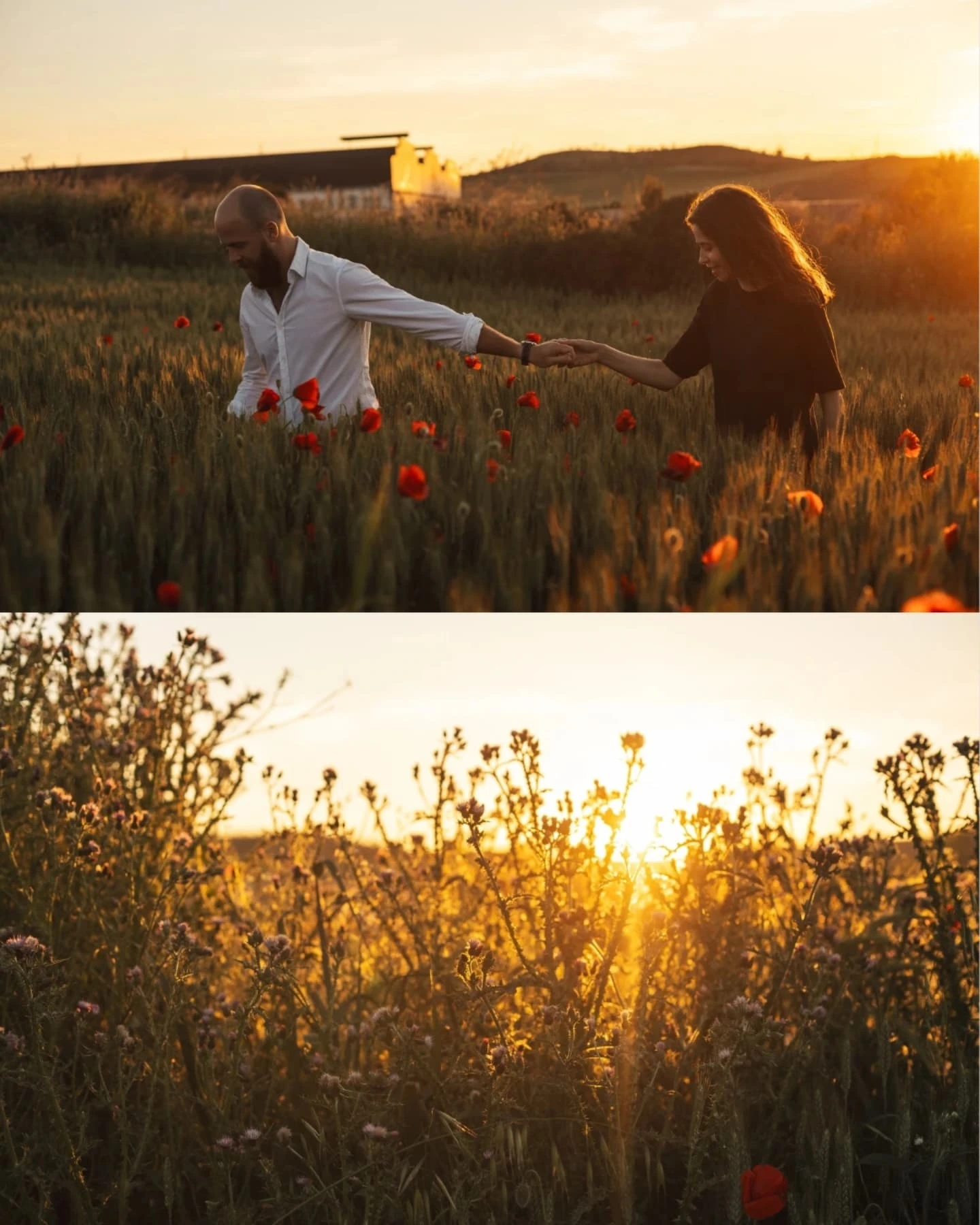 A hand gently touching a poppy flower