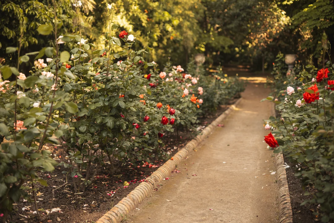 Sun-drenched garden path lined with vibrant roses in Granada, capturing a romantic cottagecore aesthetic for professional spring bloom sessions in Andalusia. Sun-drenched garden path lined with vibrant roses in Granada, capturing a romantic cottagecore aesthetic for professional spring bloom sessions in Andalusia.