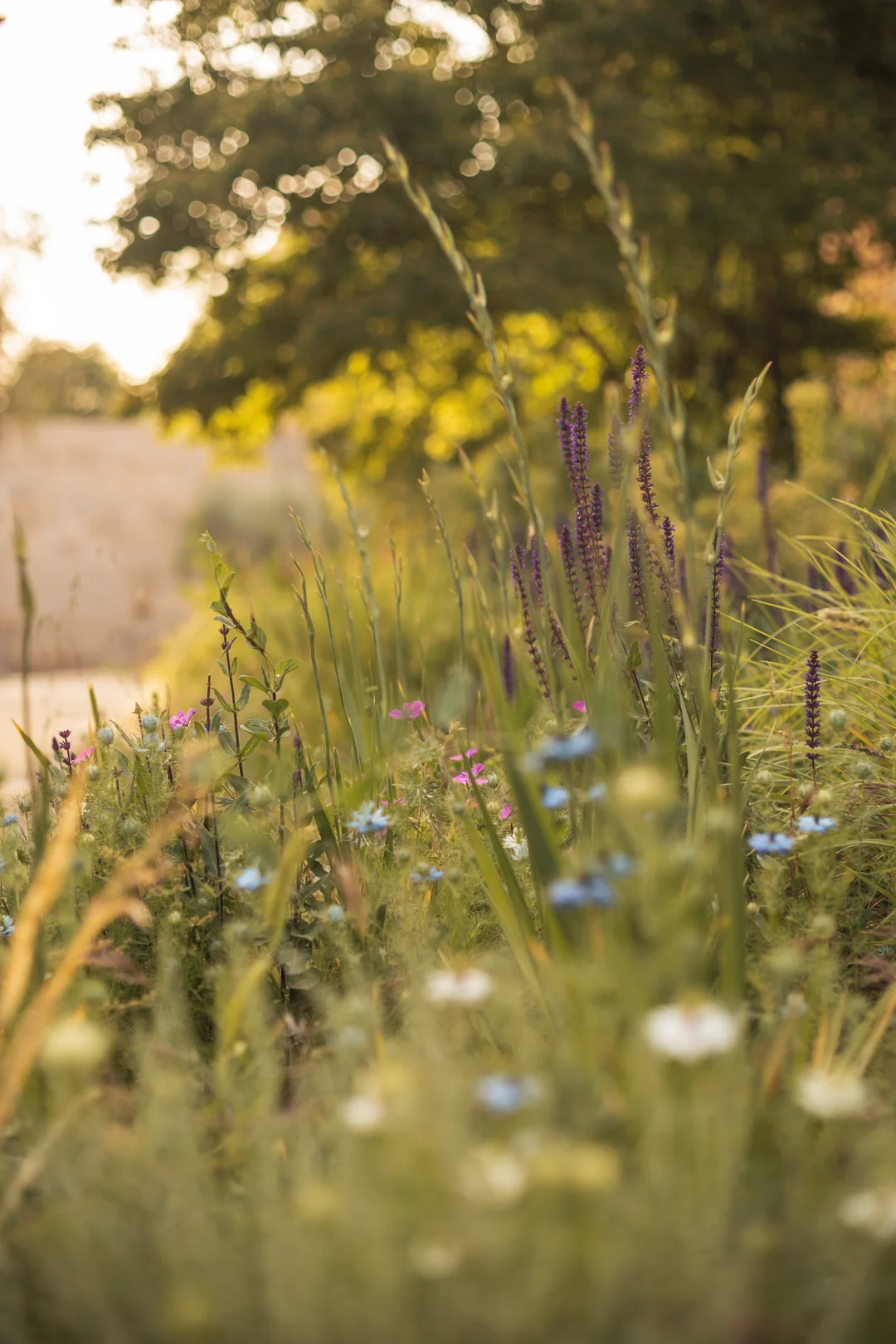 A dreamy cottagecore-style meadow of wildflowers and tall grasses bathed in the soft golden hour glow of a spring bloom in Granada, Andalusia. A dreamy cottagecore-style meadow of wildflowers and tall grasses bathed in the soft golden hour glow of a spring bloom in Granada, Andalusia.